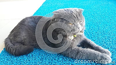 Cat, Scottish Fold genus Stock Photo