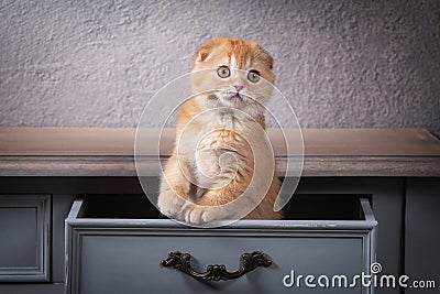 Cat. Scottish fold kitten on wooden table and textured background Stock Photo