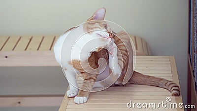 Cat scratch ear on table Stock Photo