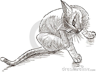 The cat scratches behind an ear Vector Illustration