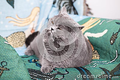 The cat scratches and licks its paw and claws. Cute purebred cat takes care of itself nicely Stock Photo