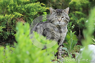 Cat in seedbed Stock Photo