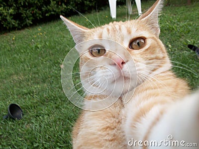 Cat selfie Stock Photo