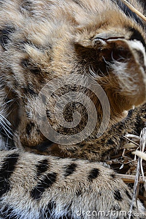 Detail of a sleeping speckled cat a serval - Leptailurus serval, head resting under paw Stock Photo