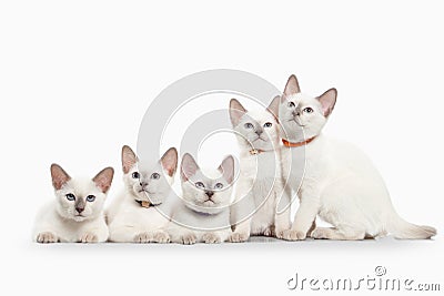 Cat. Several thai kittens on white background Stock Photo