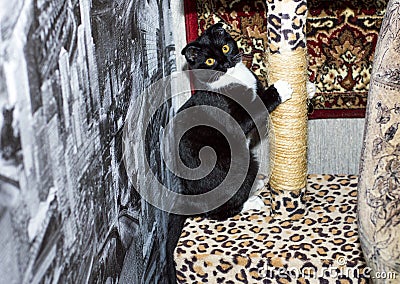 The cat sharpens claws on scratching post Stock Photo