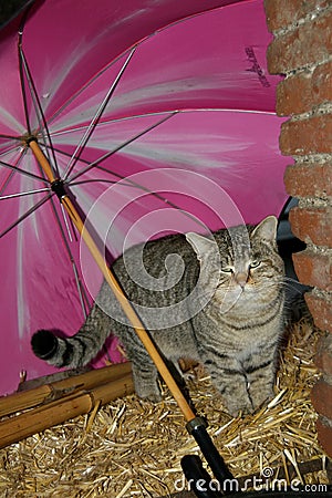 The cat is sheltered from the rain Stock Photo