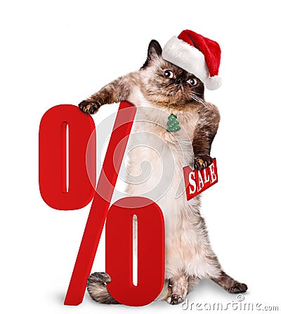 Cat Shopper Sales. Stock Photo