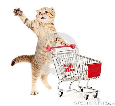 Cat with shopping cart on white Stock Photo