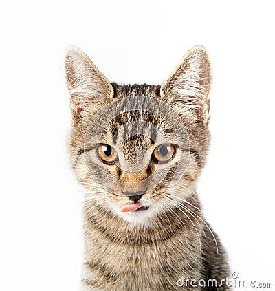 Cat showed the tongue Stock Photo