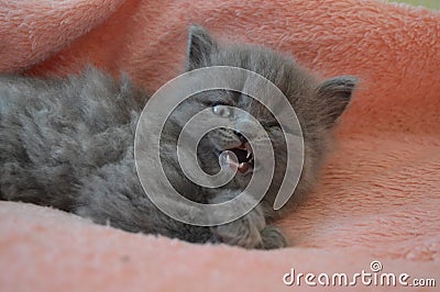 The cat shows teeth. Weird cat. Stock Photo