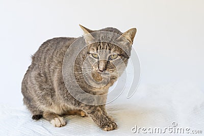 The cat sick as a Feline Calicivirus FCV Stock Photo