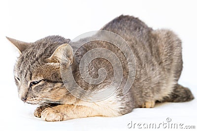 The cat sick as a Feline Calicivirus FCV Stock Photo