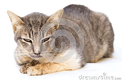 The cat sick as a Feline Calicivirus FCV Stock Photo