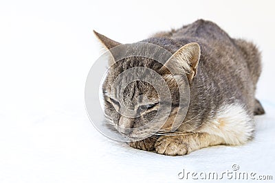 The cat sick as a Feline Calicivirus FCV Stock Photo