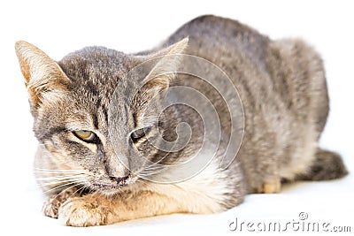 The cat sick as a Feline Calicivirus FCV Stock Photo