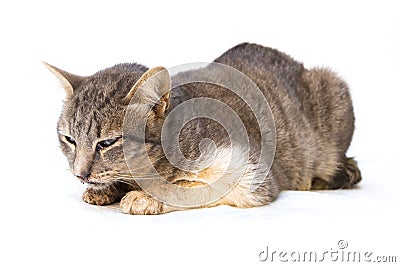 The cat sick as a Feline Calicivirus FCV Stock Photo