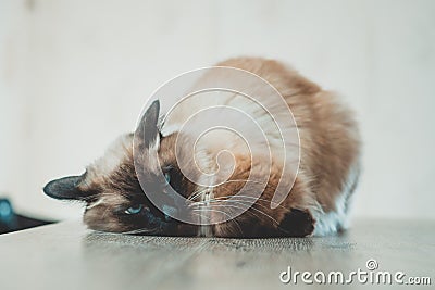 Cat sick cute kitten lying. feline Stock Photo