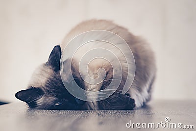 Cat sick cute kitten lying. isolated Stock Photo