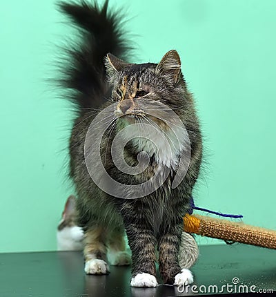 Cat with sick eyes Stock Photo