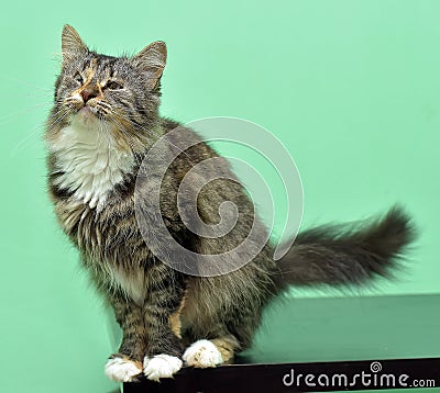 Cat with sick eyes Stock Photo