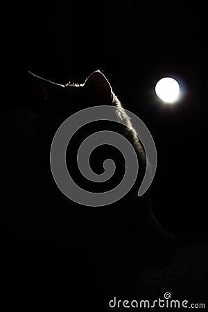 Cat silhouette enlightened by lantern in dark room. Stock Photo