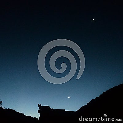 Cat silhouette with hills and trees during the night with a half-moon on the sky Stock Photo