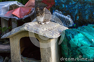 Cat sits on dog house. Stock Photo