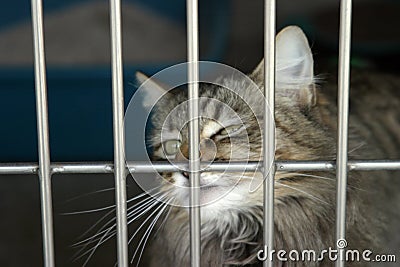 A cat sits in its cage at the animal shelter Stock Photo