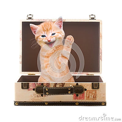 Cat sits waving and laughing in suitcase Stock Photo