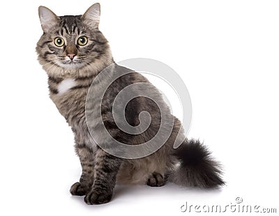 Cat sits on a white background Stock Photo