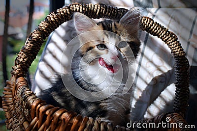 Cat sitting in a basket Stock Photo