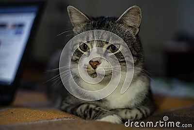 The cat is sitting on the bed. Stock Photo