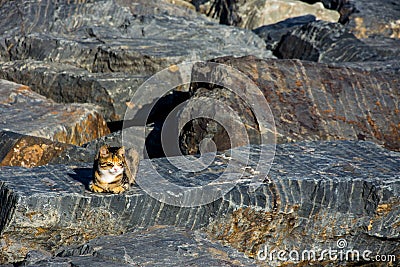 Cat sitting on the big rock Stock Photo