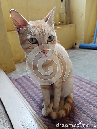 Cat sitting on the door meat and looking at camera nice closeup photo Stock Photo