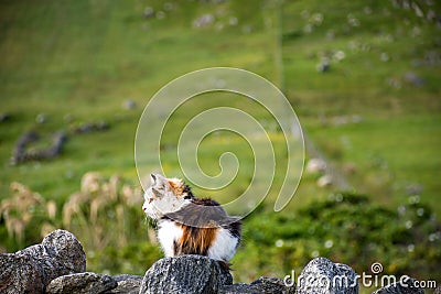 Cat sitting on the drystone wall, with green pastures in the background Stock Photo