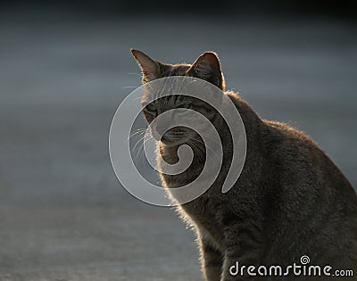 Cat sitting Stock Photo