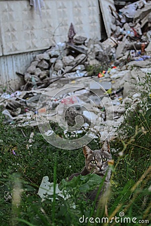 a cat is sitting near the destroyed house Stock Photo