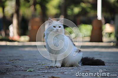 Cat is sitting in park Stock Photo