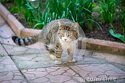 cat sitting on the tile Stock Photo