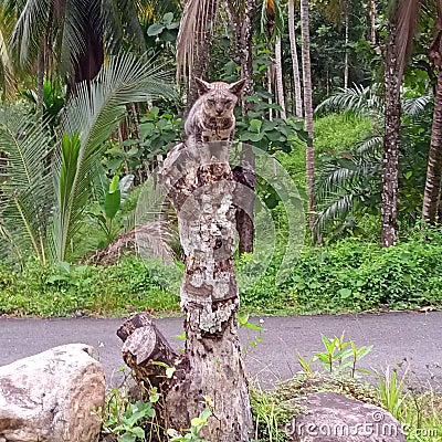 A cat is sitting on the top of death tree Stock Photo