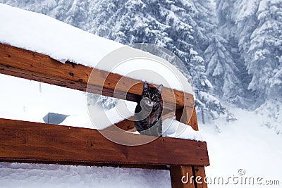 a cat is sitting on a wooden railing Stock Photo