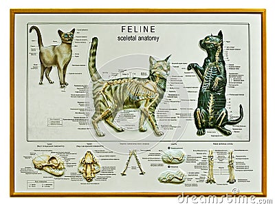 Cat skeletal anatomy, artwork Stock Photo
