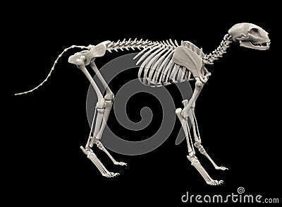 Cat skeleton Stock Photo