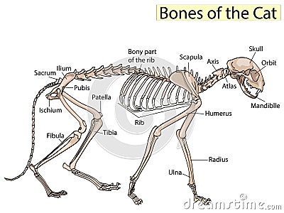 Cat skeleton veterinary vector, cat osteology, bones Vector Illustration