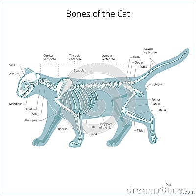 Cat skeleton veterinary vector illustration Vector Illustration