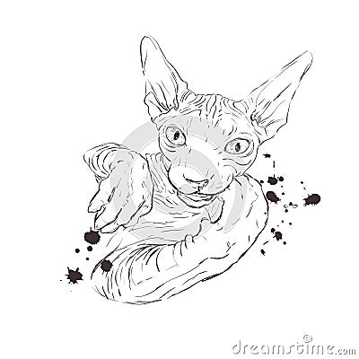 Cat breed Sphynx face sketch illustration Cartoon Illustration