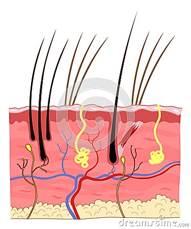 Cat skin structure Vector Illustration