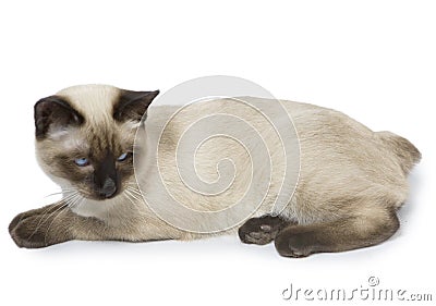 Cat sleek haired Mekong bobtail, tailless lies Stock Photo