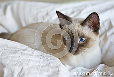 Cat sleek haired Mekong bobtail, tailless lies Stock Photo